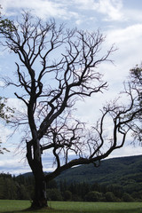 Alter knorriger Baum ohne Blätter 