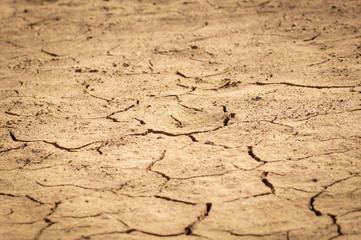 Land with Dry and Cracked Ground, with Young Plants Growing out. Background Texture.
