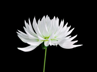 White dahlia flower isolated on a black background