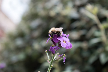 Bee on a purple plant