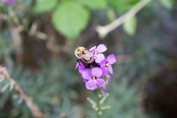 Bee on a plant