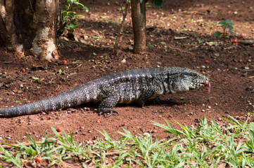 Brazilian animals.