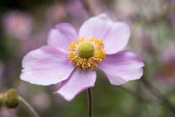 Purple flower with pollen