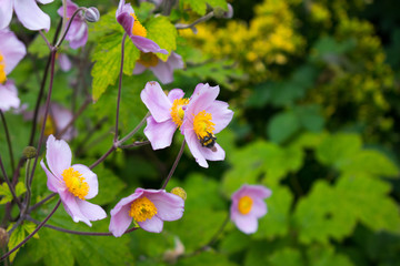 Purple flower 