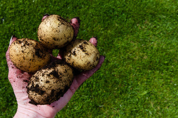 Four estima potatoes in persons hand with copy space