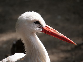 Stork on ground, a friendly, peaceful bird,