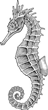 Black and white vector image of sea horse engraving style