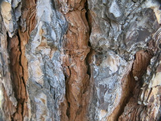 Pino con corteza gruesa en madrid