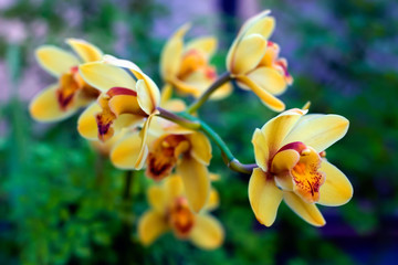 Many yellow with red splashes of beautiful bright colorful colors on a branch. Selective focus on the first flower. The green background is blurred.