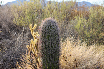 small cactus with brush in background 