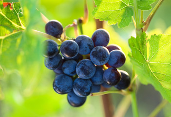 Bunch of grape on branch in vineyard