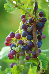 Bunch of grape on branch in vineyard