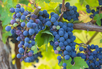 Bunch of grape on branch in vineyard