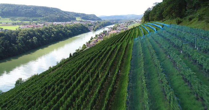 vineyards landscape 