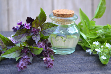 Obraz na płótnie Canvas A bottle of basil essential oil with fresh basil leaves and flowers, basil of green and violet (purple) color. Massage, healthy.