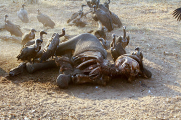 Dead elephant being eaten by vultures, Chobe National Park, Chobe river, Botswana