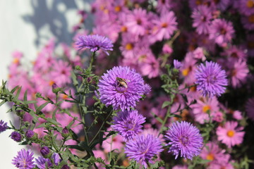 A bee sits on a lilac street in a summer garden.