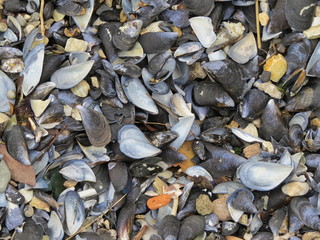 pebbles on the beach