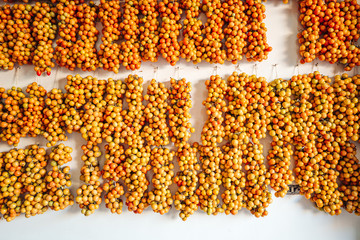 Cherry tomatoes hanging on the wall in the south of Italy