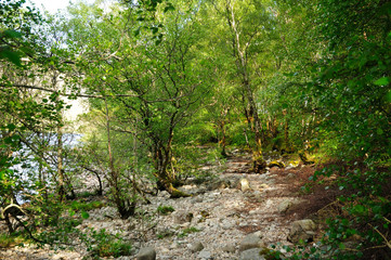 Trees on the bank of Loch Assynt