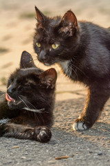 Porträt von zwei schwarzen Katzen