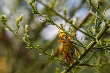 Grasshopper in the Tree