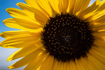 Sunflower and Blue Sky
