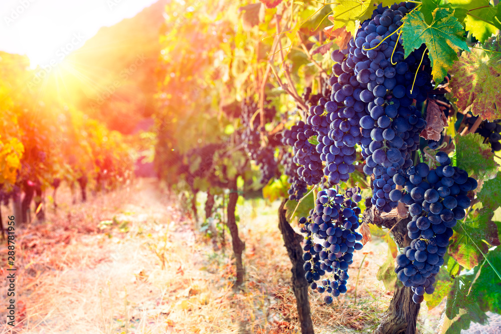 Wall mural Red Grapes In Vineyard At Sunset