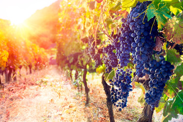 Red Grapes In Vineyard At Sunset