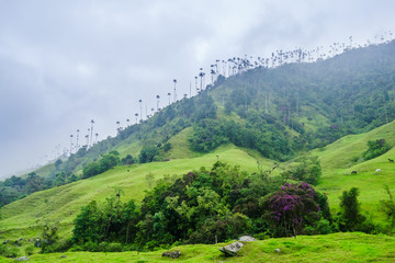Obraz premium View on wax palm trees of Cocora Valley next to Salento, Colombia