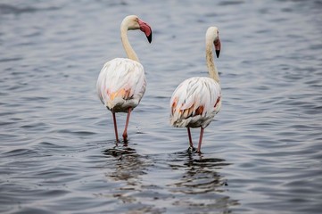Fototapeta na wymiar Greater flamingoes in Walvis Bay, Namibia