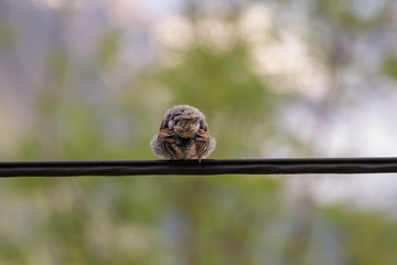 House sparrow showing his back