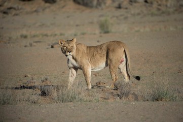 A Namibian desert lioness in the Huanib Valley reserve in Namibia