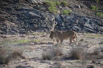 A Namibian desert lioness in the Huanib Valley reserve in Namibia