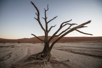 Fototapeta na wymiar A fossilised tree in Deadvlei, Namibia
