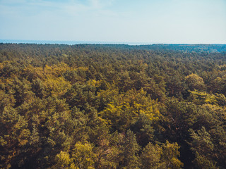 Fototapeta na wymiar forest with ocean in the background