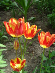 Four beautiful variegated tulips and one bud, variegation, background for design on the theme of floriculture, garden flowers