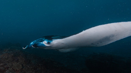Naklejka premium Mantarochen
