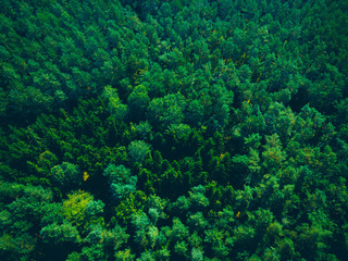 vintage colored forest from the bird view with copy space in the trees