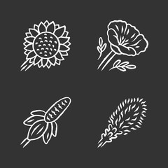Wild flowers chalk icons set. Helianthus, California poppy, mexican hat, liatris. Blooming wildflowers, weed. Spring blossom. Field, meadow plants. Isolated vector chalkboard illustrations