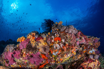 Naklejka na ściany i meble Tauchen im Korallenriff