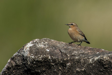 Whinchat on the west coast in Sweden