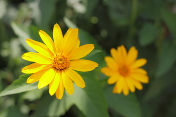 Summer flower Heleopsis (Heliopsis) closeup. Blossom plant with yellow petals. Flowerbed with beautiful flowers. Floral background with yellow daisy, side view