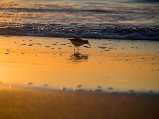 Sand Piper On Beach at Sunrise, East Coast Bird Near Waves