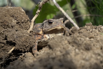 Eine Erdkröte, Bufo Bufo, auf Nahrungssuche. Die überaus nützlichen, wild lebenden Tiere fressen...