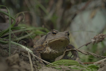 Eine Erdkröte, Bufo Bufo, auf Nahrungssuche. Die überaus nützlichen, wild lebenden Tiere fressen Schnecken und andere Schädlinge.