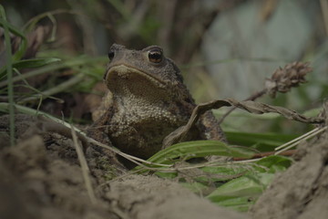 Eine Erdkröte, Bufo Bufo, auf Nahrungssuche. Die überaus nützlichen, wild lebenden Tiere fressen Schnecken und andere Schädlinge.