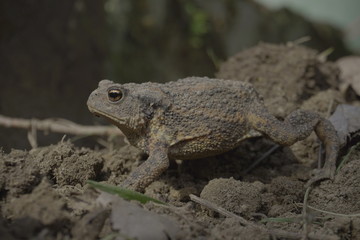 Eine Erdkröte, Bufo Bufo, auf Nahrungssuche. Die überaus nützlichen, wild lebenden Tiere fressen Schnecken und andere Schädlinge.