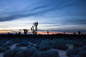 Mojave Desert at Sunset