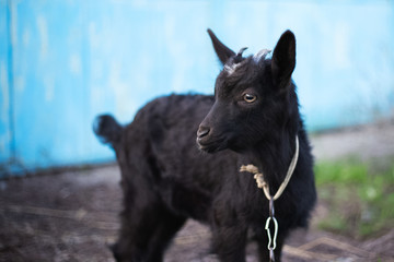 Black baby goat in green field.
